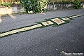 VBS_9902 - Infiorata Santuario della Madonnina di Villanova d'Asti 2024